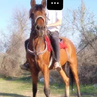 اسب|اسب و تجهیزات اسبسواری|پارسآباد, |دیوار