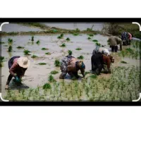 کارگر برای چیدن باغ میخوام
