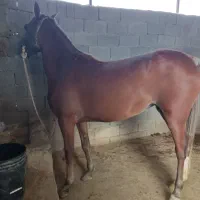 اسب