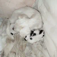 واگذاری تریر یکساله