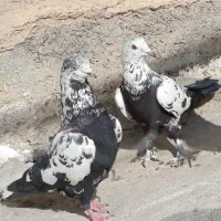 کفتر تیر ماهی طلا