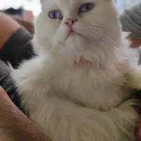 نیازمند گربه نر برای جفت گیری