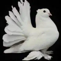 کبوترزینتی ماده  پرپاکاکلی
