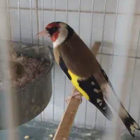 تعدادی سهره نر جفتی و معمولی و ماده