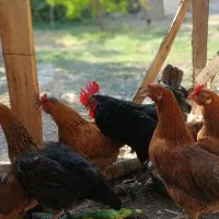 مرغ و خروس