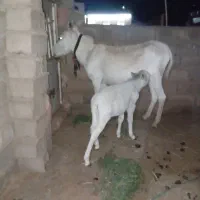 شیر الاغ ‌با‌تخفیف‌ویژه