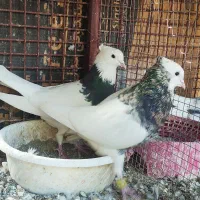 کفتر طوقی|پرنده|بم, |دیوار