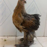 جوجه برهما پاتریج سلطان لهستانی مرغ خروس کفتر