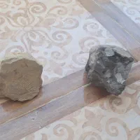 فسیل کارشناسی شده