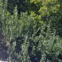 ویلا باغ دلفارد دروا تک برگ