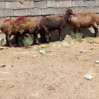 میش بره نرماده بزغاله