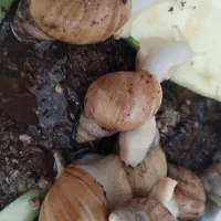 حلزون|خزنده|نجفآباد, حومه نجف آباد|دیوار