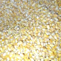 فروش خوراک دام و طیور  عمده و جزئی
