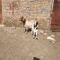 گوسفند بز بزغاله