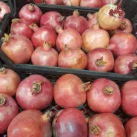 کارگرساده وماهر میوه فروشی (ایرانی وافغانی)
