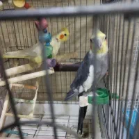 عروس هلندی