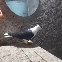 ماده پلاس مهره