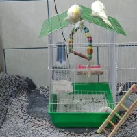 عروس هلندی