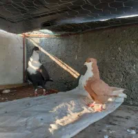 کبوتر کرباتی. ریش . سرخ. زرد کرمانی