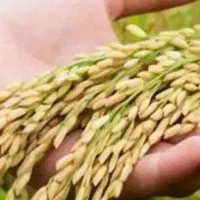 سورت لیزر شالی بذری(جداسازی هشتاد درصدی نرّک و دَل