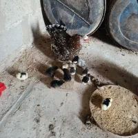 جوجه گلین