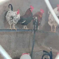 خروس گلین و محلی
