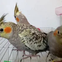یک جفت عروس هلندی با جوجه