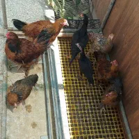 حراج فروش تعدادی نیمچه های برهما
