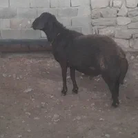 فروش قوچ ۳رون افشار درجه یک ب شرط میش رون