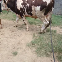 گاو نر برای جفت گیری