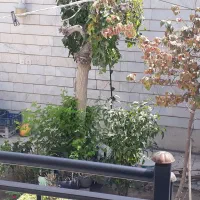 درختان وگل ها