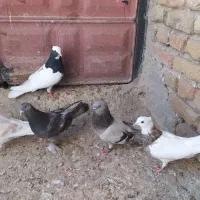 کبوتر طوقی و ترکیه