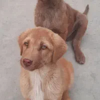 توله هشت ماهه پژدر  خاص