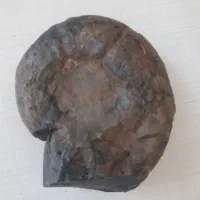 پدر جد دایناسور