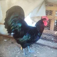 جوجه یکروزه  استرالوپ استرالیایی
