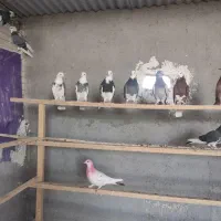 کفتر|پرنده|شهر ری, تقی آباد|دیوار