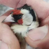 سهره نر|پرنده|تاکستان, |دیوار