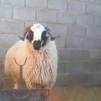 بره قوچی اصیل ذات دار ،فارس بوانات