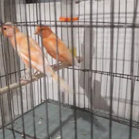 قناری نرکوتا خون معاوضه باانگشتر