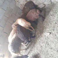 هفت راس بره سبک وزن نر و ماده  سالم  میش بز