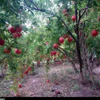 فروش-باغ
