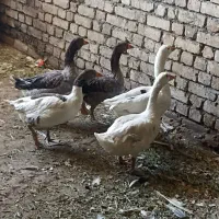 پنج عدد غاز