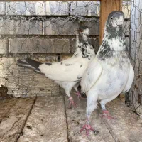 ۴جفت کبوتر فروشی