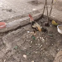 خروس لاری