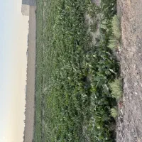 1000-متر-زمین-باغی-قهجاورستان