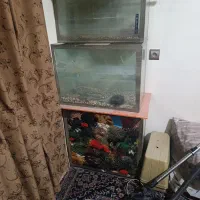 اکواریوم