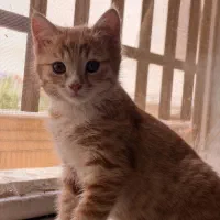 بچه گربه نارنجی واگذاری رایگان