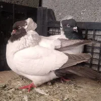 کبوتر گمشده