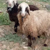 بره ماده قنقر