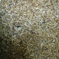 فروش میلورم زنده و خشک شده